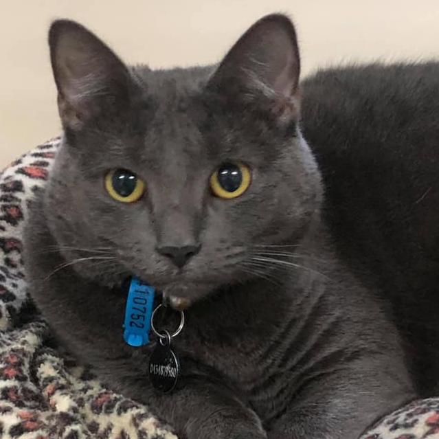 Tired out after playing fetch. He loves mini tennis balls. International Cat Day. Reader pet photos. Picture: Maxi Goldsworthy
