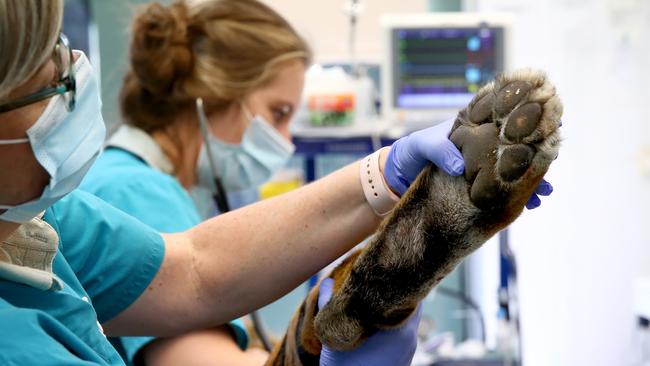 Vet nurse Liz Arthur checks the back paws. Picture: Toby Zerna