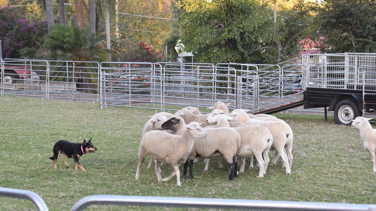 Gallery All The Action Of The 150th Ipswich Show Day 2 The Cairns Post   Fe36fe29683e17c27e5ccc6837e35b23