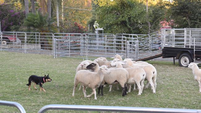 All the action from the 150th Ipswich Show on the 20th of May, 2023. Photographed by Georgie Walker.