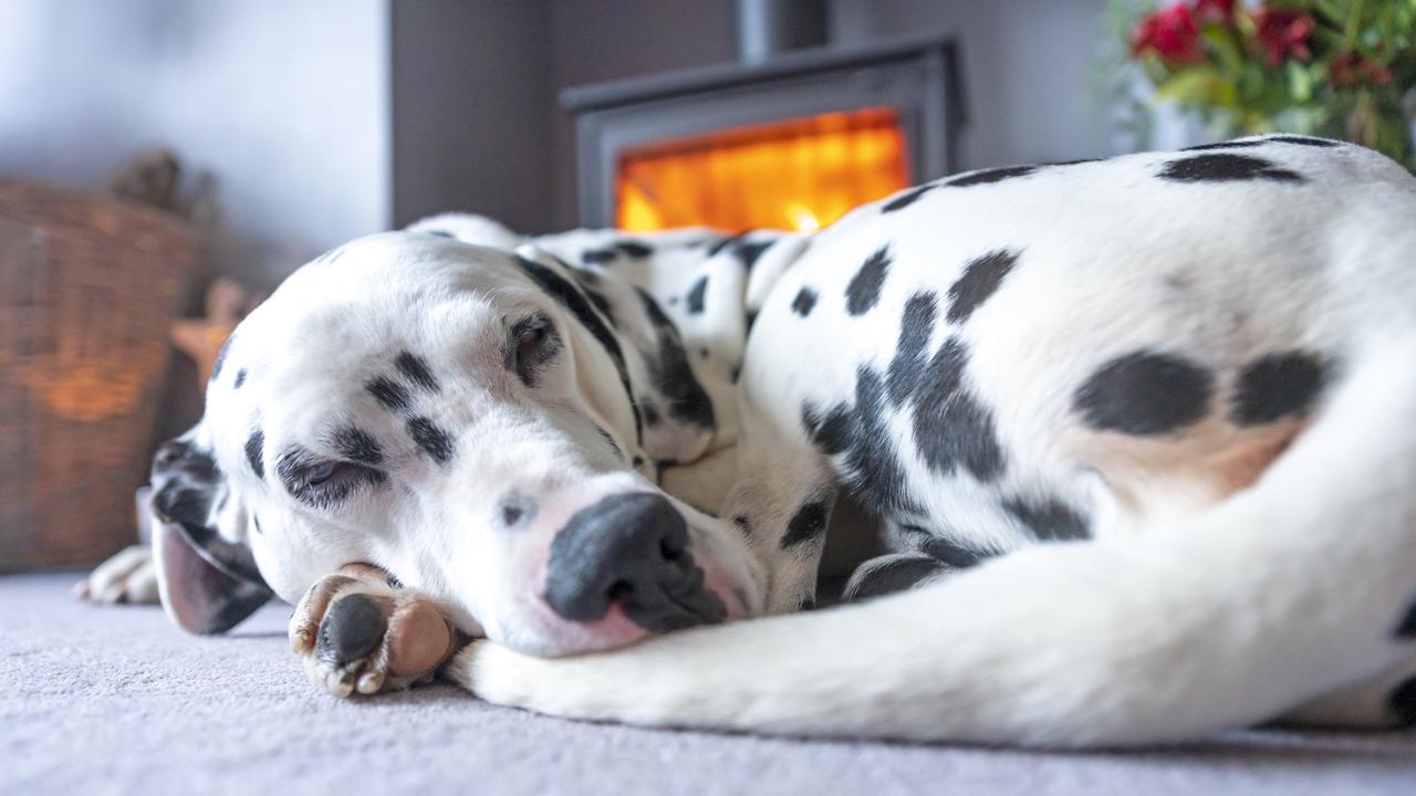 Dogs should be taken outside every few hours if your heating is up around 24 degrees.