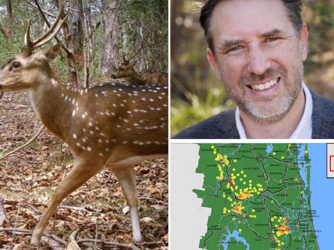 A new report to Councilor Glenn Tozer's (pictured right) Lifestyle Committee reveals hot spots for feral deer on the Gold Coast. Source: Gold Coast City Council.