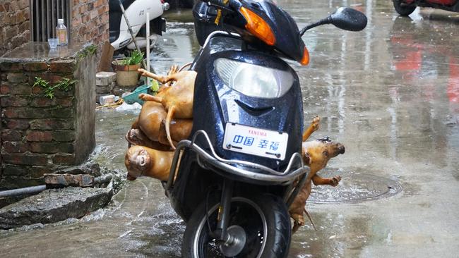 Dog carcasses are stacked on an electric scooter at the Yulin dog meat market. Picture: AFP