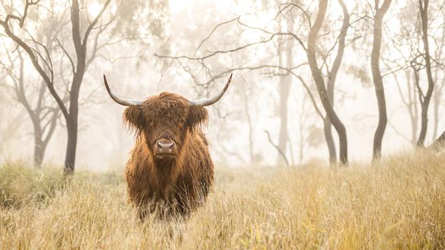 Craig Bachmann has been voted as the Lockyer Valley's best photographer in The Gatton Star's online poll. Picture: Craig Bachmann Photography