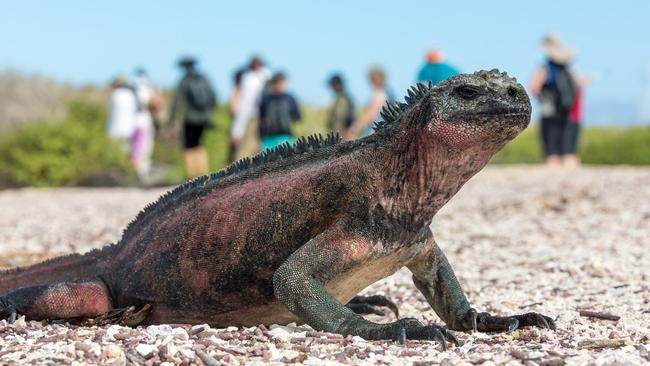 A marine iguana is seen at the Galapagos Islands. Picture: Daniela Plaza/Silversea