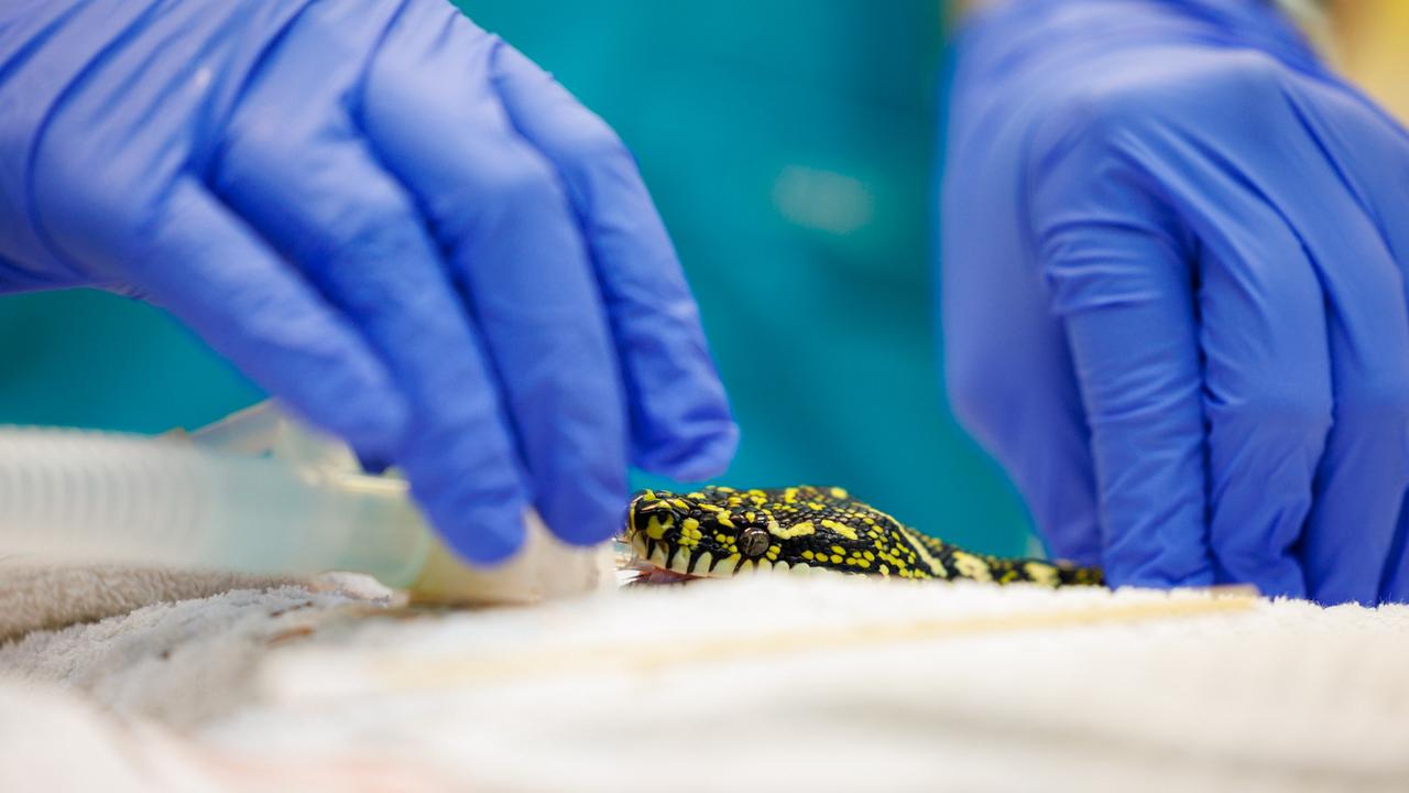 The python patient received the best in medical care. Picture: Taronga Wildlife Hospital