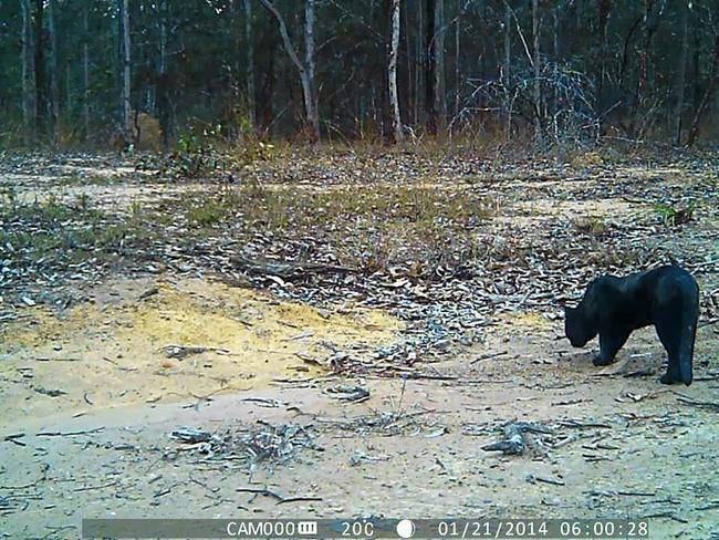 A very large black cat caught on camera at a Miva property earlier this year, an animal which Wendy Elsley said could be mistaken by some to be a black panther. Picture: Contributed