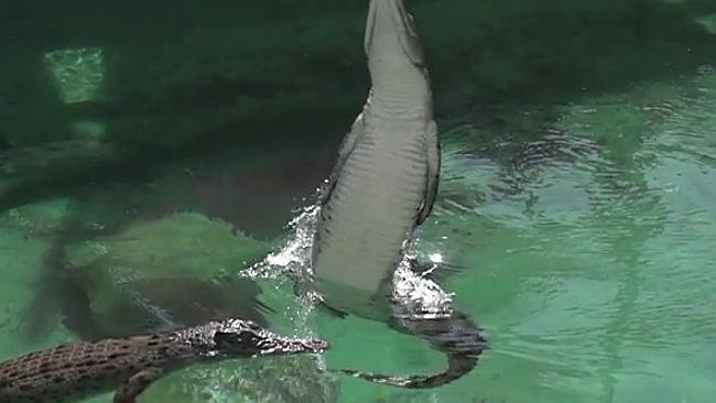 Australian saltwater crocodiles filmed in slow motion like you’ve never ...