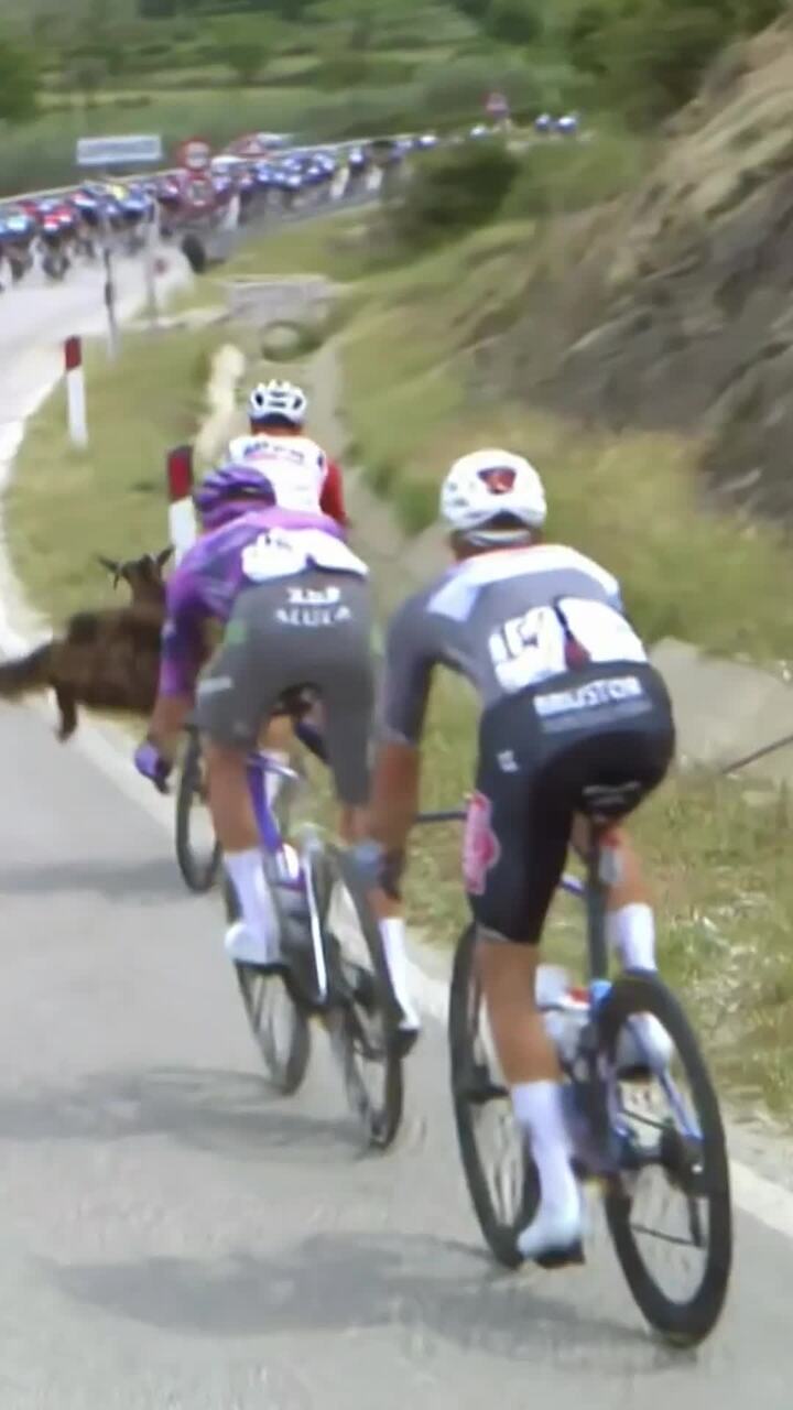 Goat collides with rider in Giro D'Italia