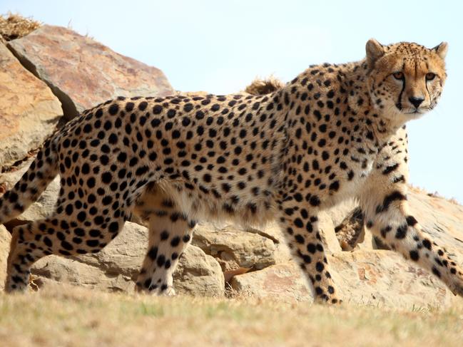 First look at the lion and cheetah enclosures inside Sydney Zoo in Bungarribee in Sydney's west, the first zoo to open in Sydney in over 100 years. Male Cheetahs Akiki and Obi get familiar with their new surrounds. Picture: Toby Zerna