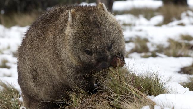 A wombat forages for food at Cradle Mountain. Picture: CHRIS KIDD