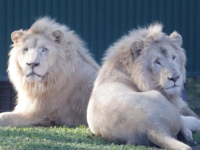 Holden (on the left) and Kimba the white lions at DreamworldMUST NOT RUN ONLINE UNTIL 8am Monday June 26