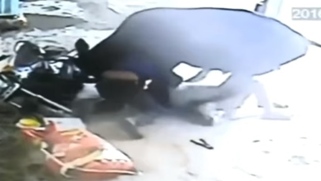 Cow tries to save girl from being killed: Video of the attack | news ...