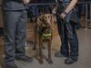 What our airport dogs are sniffing out to protect Tassie’s borders