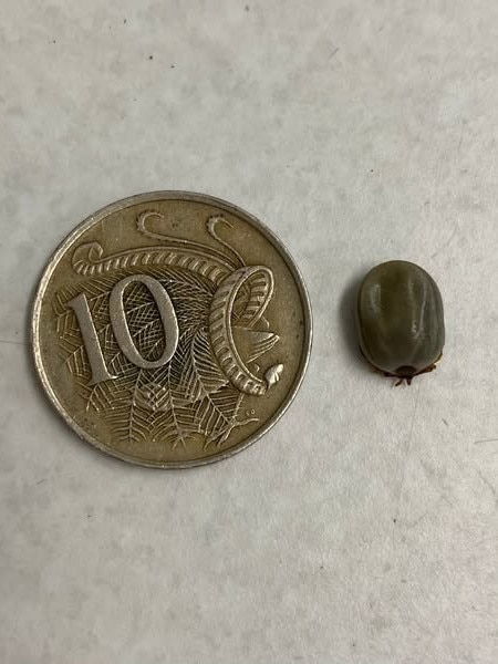 Smaller than 10 cent coins paralysis ticks can be extremely hard to find on pets. Source: Greater Springfield Veterinary/Facebook