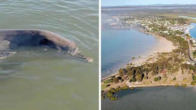 Man risks staggering fine by feeding wild dolphins