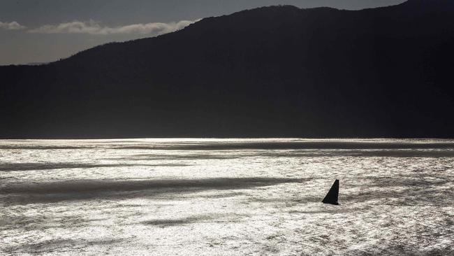 Scallywag sailing towards Hobart at the end of the 2021 race. Pic: Andrea Francolini/Rolex/AFP.