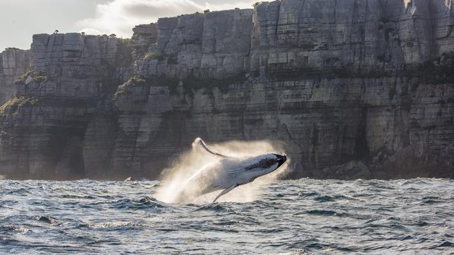 Spot a Humpback whale breaching the waters in Jervis Bay with Dive Jervis Bay. Picture: Jordan Robins.