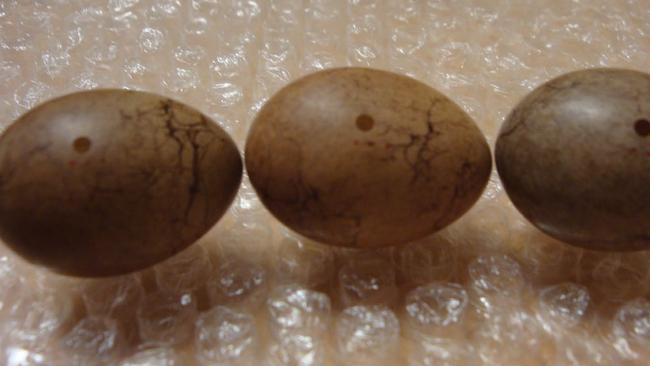 Three eggs of the grey-crowned babbler Anthony Somerville collected from a nest near Warren and later blew. Picture: NSW Land and Environment Court