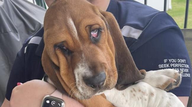 Winner of the 2024 search for Gympie's Cutest Puppy is Mabel.