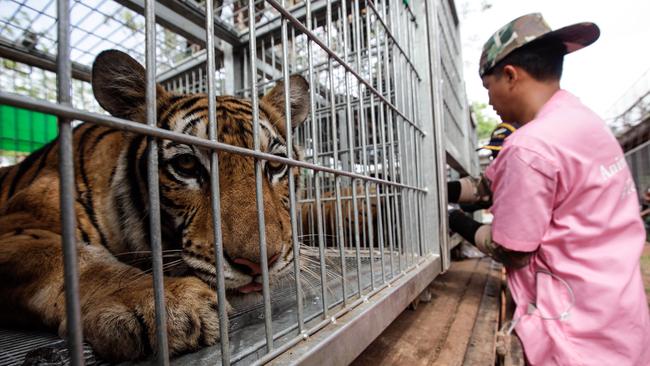 Wildlife authorities in Thailand raided a Buddhist temple where 137 tigers were kept, following accusations the monks were illegally breeding and trafficking endangered animals. Picture: Getty