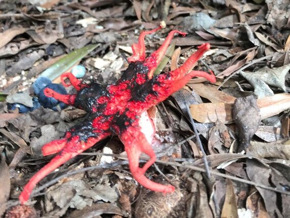 A photo shared by Reddit user aus556762 shows the mysterious, foul-smelling fungi he found in Mount Nebo near Brisbane.