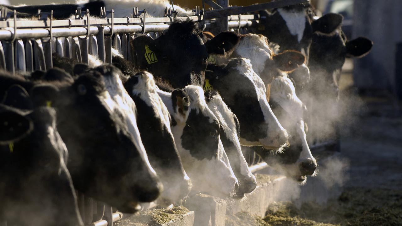 Cattle are farty and burpy and that’s not great for the environment. Picture: Charlie Litchfield/AP