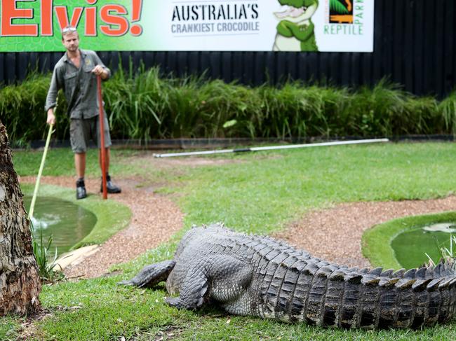 Elvis is distracted while Mr Faulkner enters the pool. Picture: Sue Graham