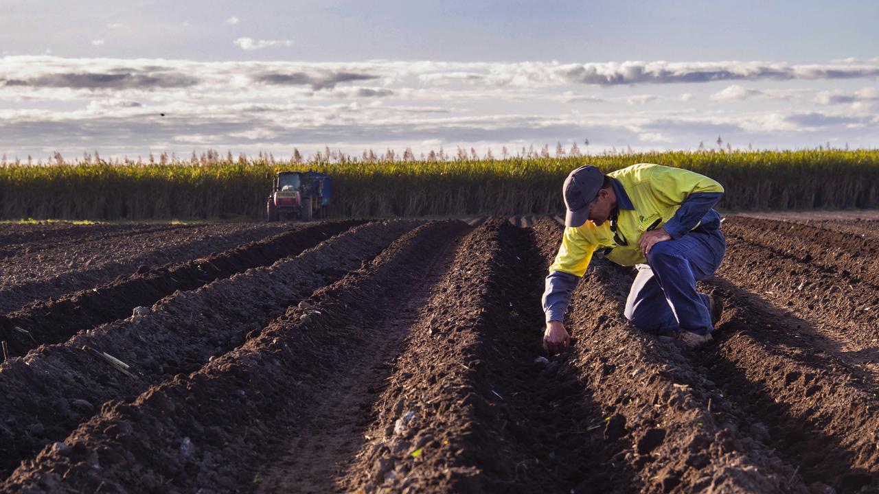 Sugar cane farmer Joseph Lizzio, of MSF Sugar, checks the soil in one of his cane paddocks at Silkwood south of Cairns. Picture: Brian Cassey