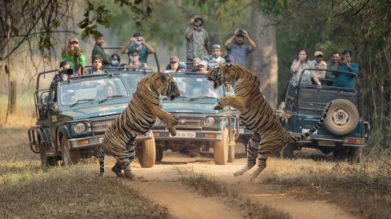 Two male tigers duel in over territory in India’s Tadoba Tiger Reserve. Picture: Narayan Malu/TNC Photo Contest 2023