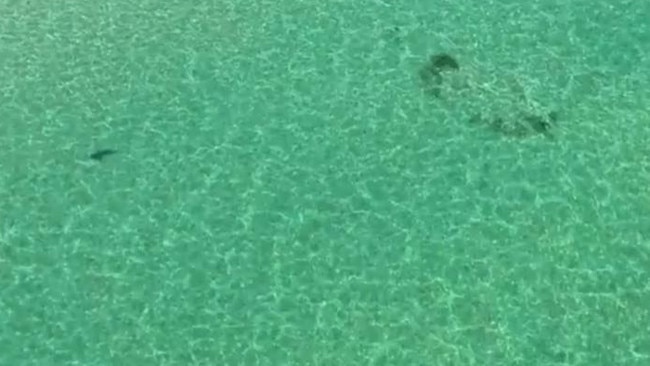 The four sharks near Sorrento pier. Picture: Supplied