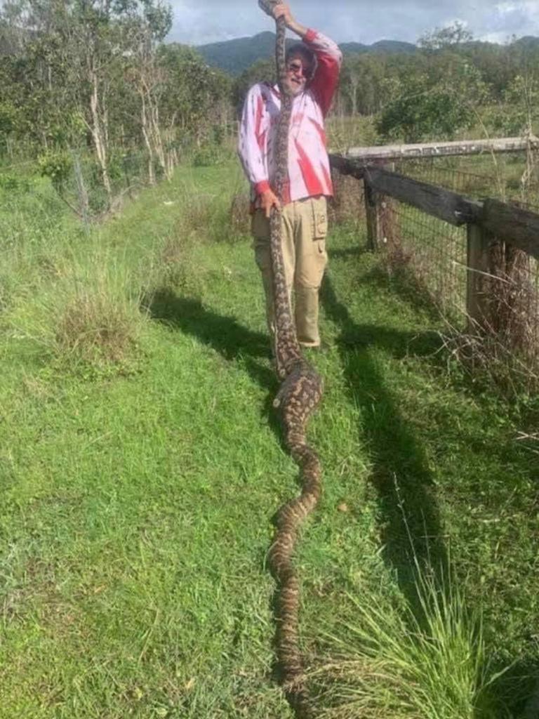 WATCH Huge snake with full tummy stuns onlookers in Airlie Beach The Courier Mail