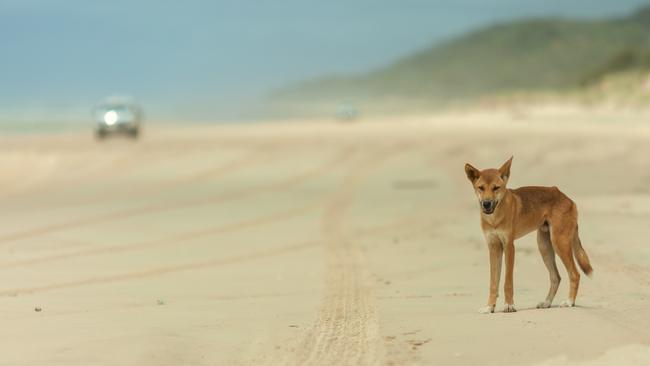 A dingo on the beach at Fraser Island. Picture: Kingfisher Bay Resort