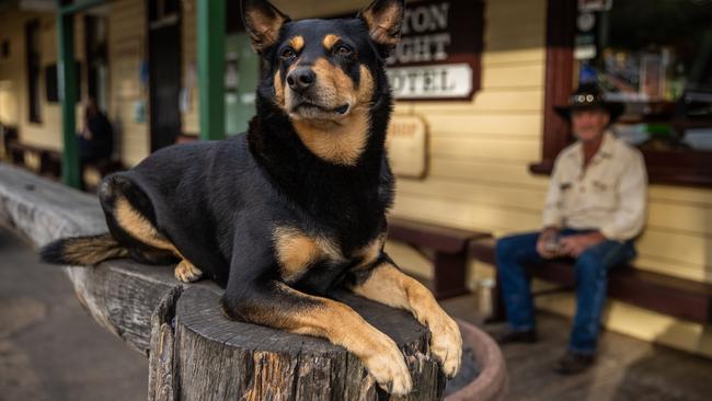 Kelpie, Rum, was nonplussed by all the activity in town. Picture: Jason Edwards