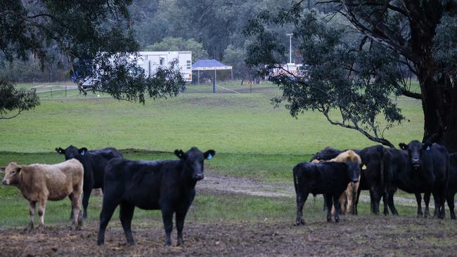 A local man said one of the brothers inquired about the neighbouring cattle. Picture: Simon Dallinger