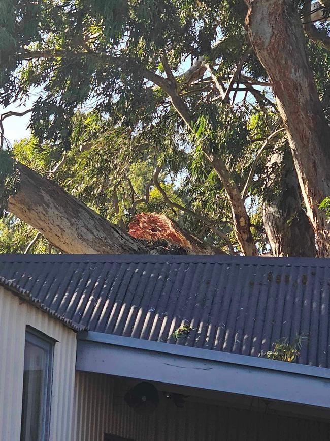 A gum tree drops a large limb in Port Augusta. Picture: Kim Quinn