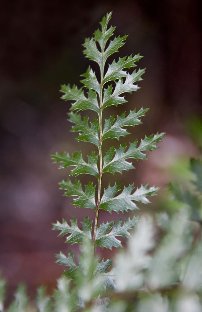 Andrew Darby went on regular hiking adventures across Tasmania over a three-year period to write his latest book, which features ancient trees including King’s lomatia. Picture: Vanessa Hunter