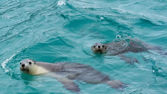 Playful sea lions at Seal Cove, off Port Lincoln. Picture: Bernard Humphreys