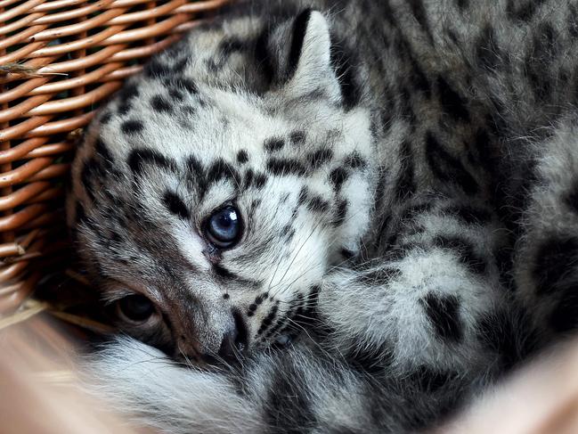 A baby snow leopard lays in a basket at the Tierpark zoo in Berlin as he gets his first vaccination on August 10, 2017. The male snow leopard was born on June 13, 2017 and still has no name. / AFP PHOTO / dpa / Britta Pedersen / Germany OUT