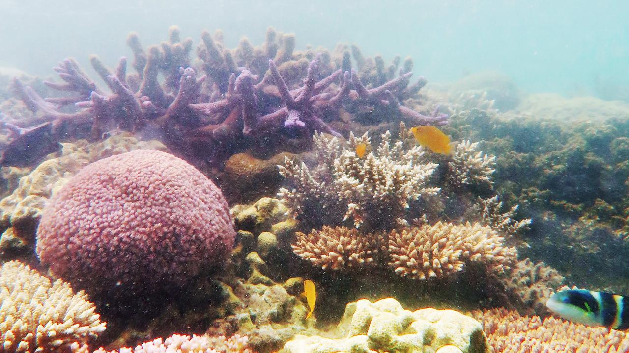 Turtle rehab experience for resort guests | The Advertiser