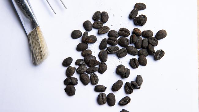 Archaeologists found more than 500 perfectly preserved coffee beans. Picture: Jason Edwards