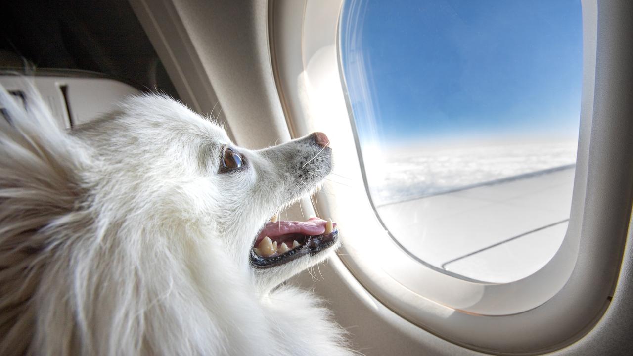 Dog store flights virgin