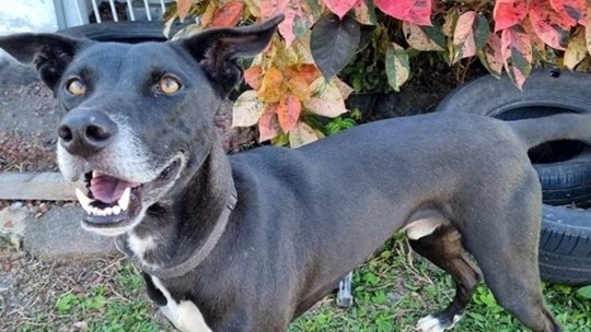 Jett, a 4-year-old cross breed is available for adoption through Remote Animal Assistance, FNQ branch.