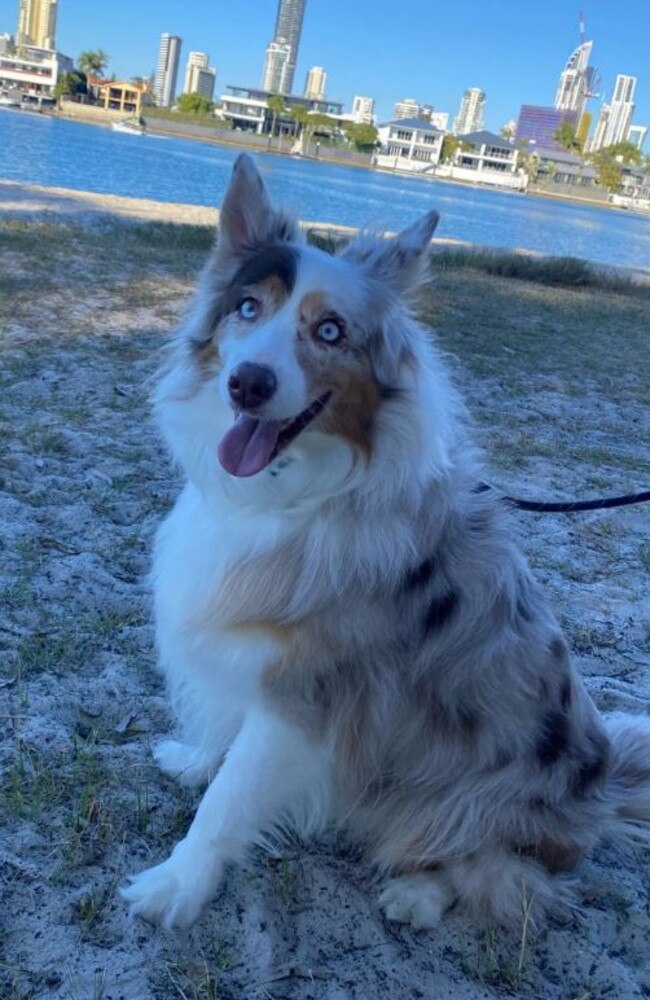 Bowie the blind Australian Shepherd was stolen from a Southport residence on Wednesday afternoon.