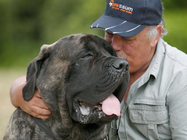 Australia's biggest dog Baron with his owner Mark York. pose for photographs in Parramatta riverside. Parramatta, Thursday, September 28th 2017. Baron, owned by Hills local Mark York, is Australia's biggest dog and is also a therapy dog and now the face of a home vet business. (AAP Image / Angelo Velardo)