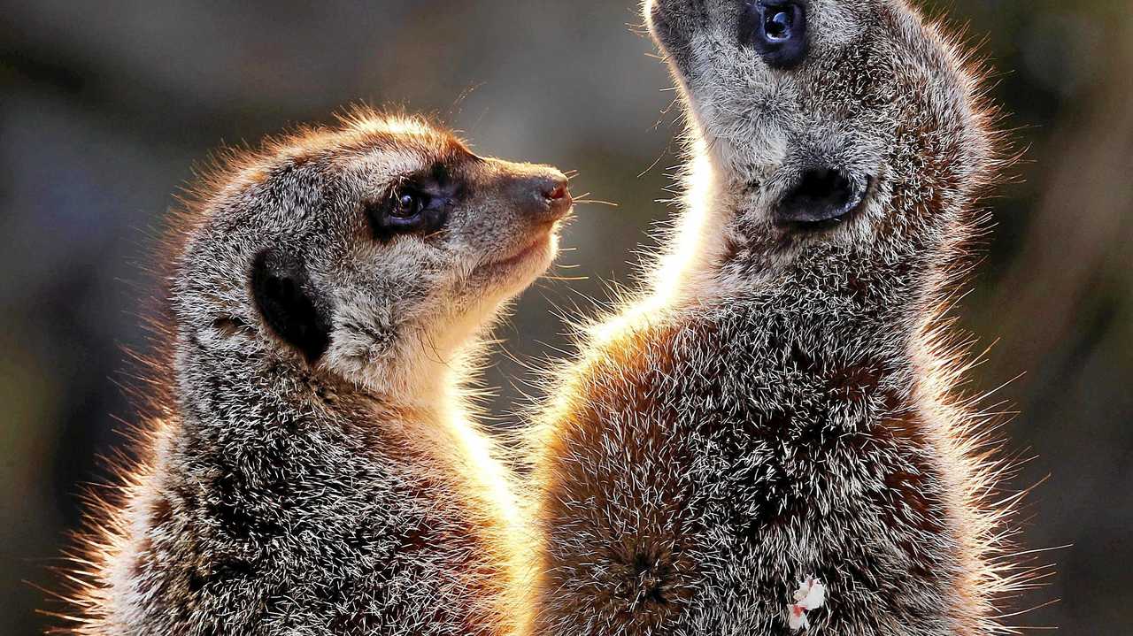 WELCOME: One reader is welcoming meerkats to Bundaberg. Picture: Michael Probst