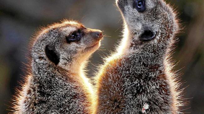 WELCOME: One reader is welcoming meerkats to Bundaberg. Picture: Michael Probst