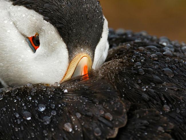 A puffin snapped off the south coast of Wales, unhappy to be stuck in the rain. Picture: Mario Suarez Porras/Bird Photographer of the Year