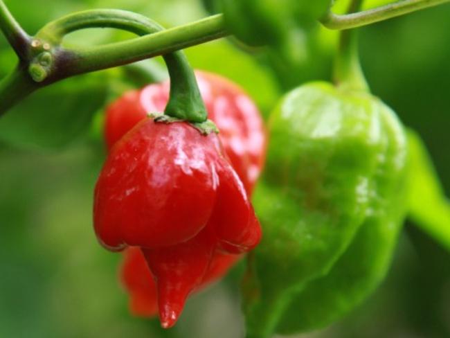 The Trinidad Scorpion Butch T chilli once held a Guinness World Record.