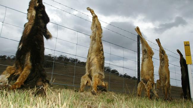 Wild dogs shot and hung near Cabunga Station at Omeo.